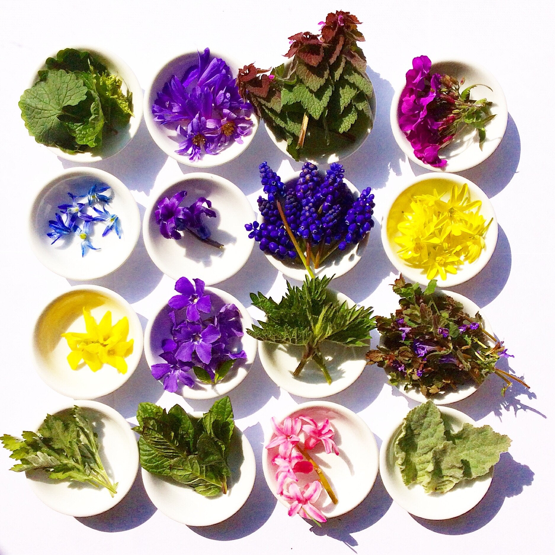 Wild Flower Hair Serum - Concordia Style Boutique