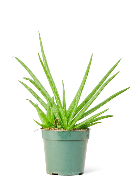 Aloe Vera, Small - Premium Aloe Vera plant from Concordia Style Boutique - Just $22! Shop now at Concordia Style Boutique