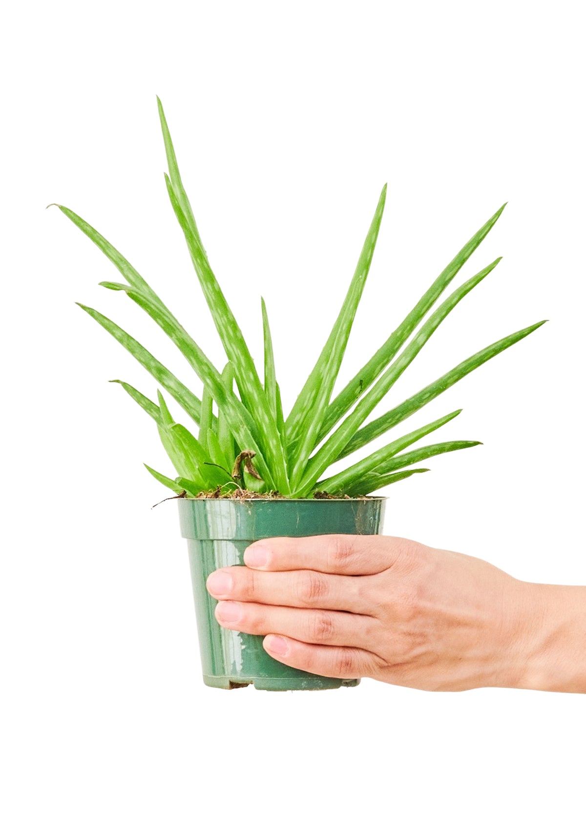 Aloe Vera, Small - Premium Aloe Vera plant from Concordia Style Boutique - Just $22! Shop now at Concordia Style Boutique