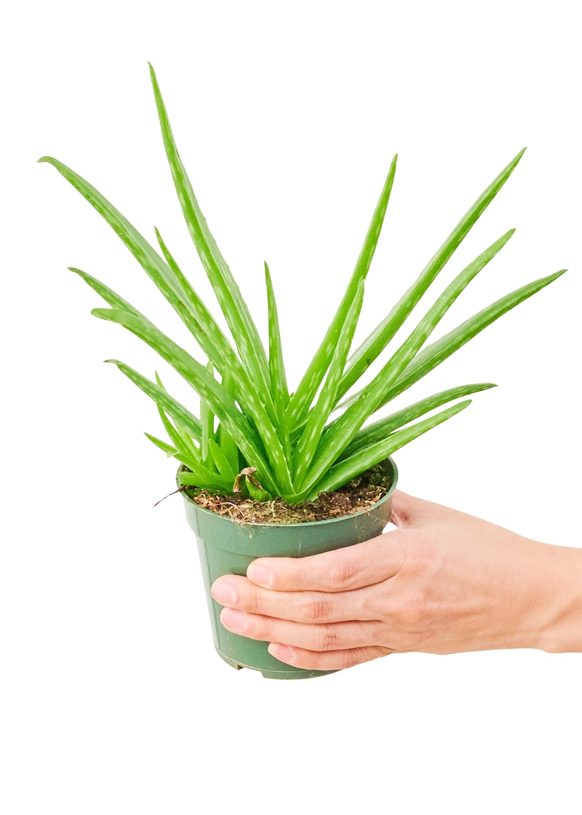 Aloe Vera, Small - Premium Aloe Vera plant from Concordia Style Boutique - Just $22! Shop now at Concordia Style Boutique