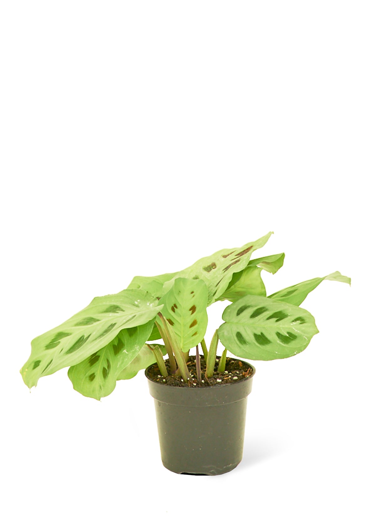 Prayer Plant 'Beauty Kim', Small - Premium Prayer Plant 'Beauty Kim', Small from Concordia Style Boutique - Just $22! Shop now at Concordia Style Boutique