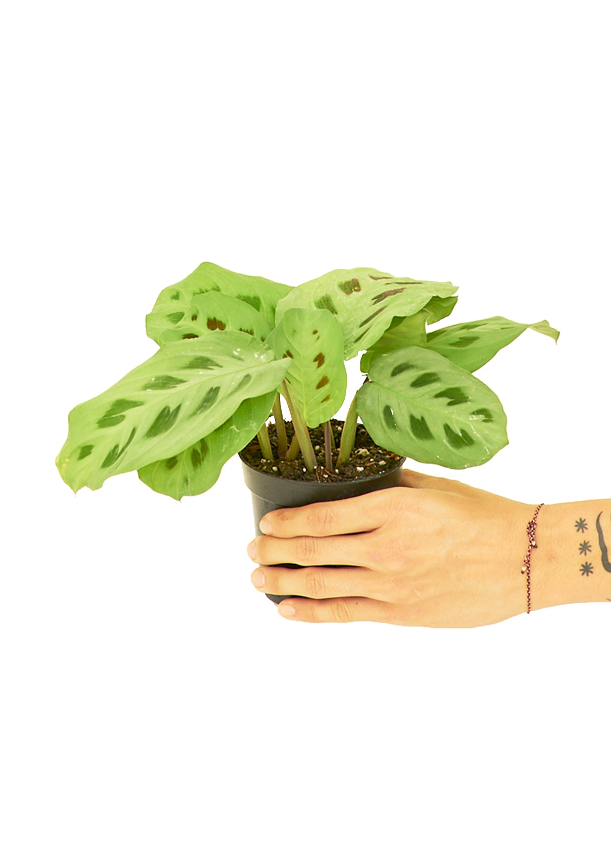 Prayer Plant 'Beauty Kim', Small - Premium Prayer Plant 'Beauty Kim', Small from Concordia Style Boutique - Just $22! Shop now at Concordia Style Boutique