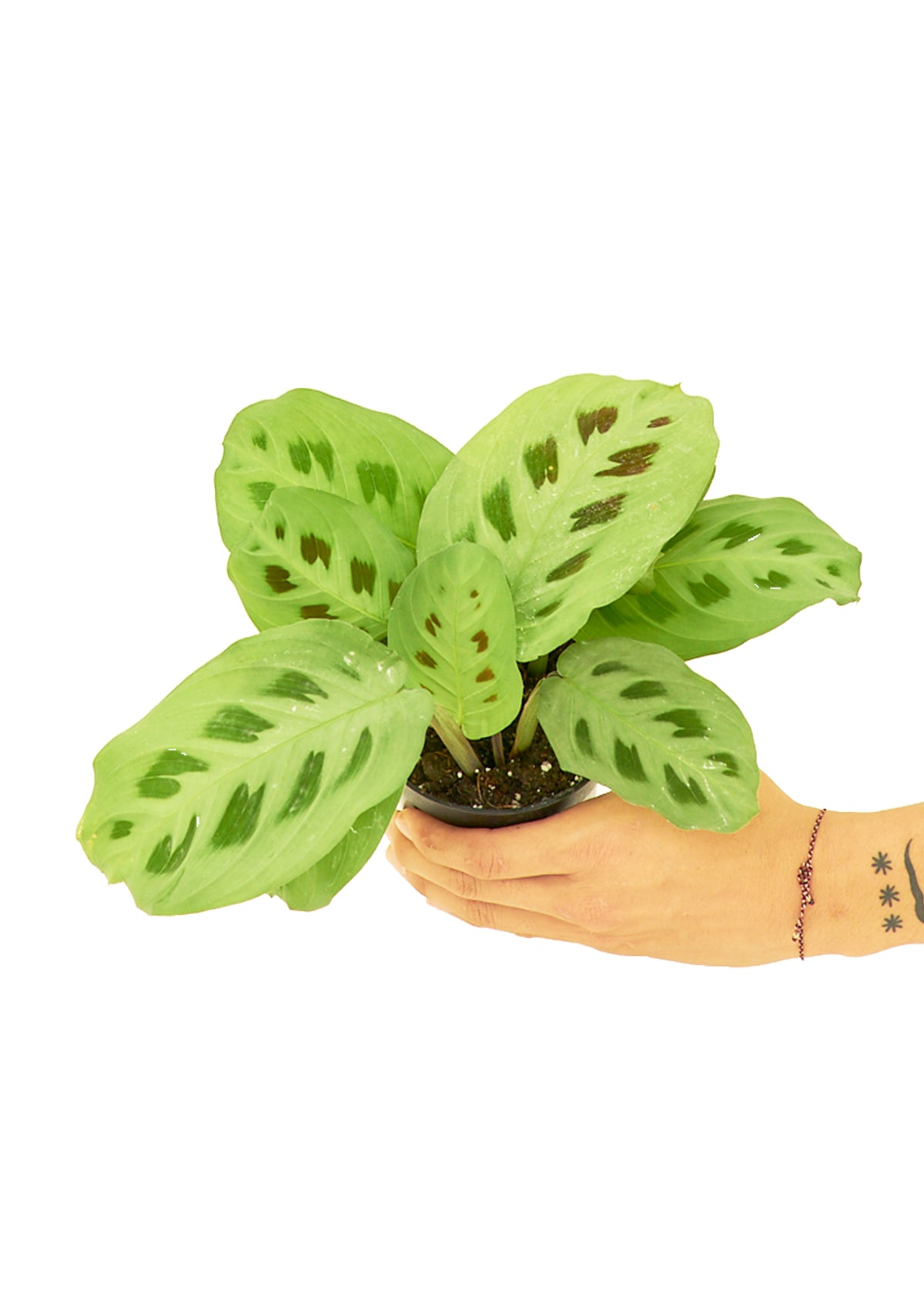 Prayer Plant 'Beauty Kim', Small - Premium Prayer Plant 'Beauty Kim', Small from Concordia Style Boutique - Just $22! Shop now at Concordia Style Boutique