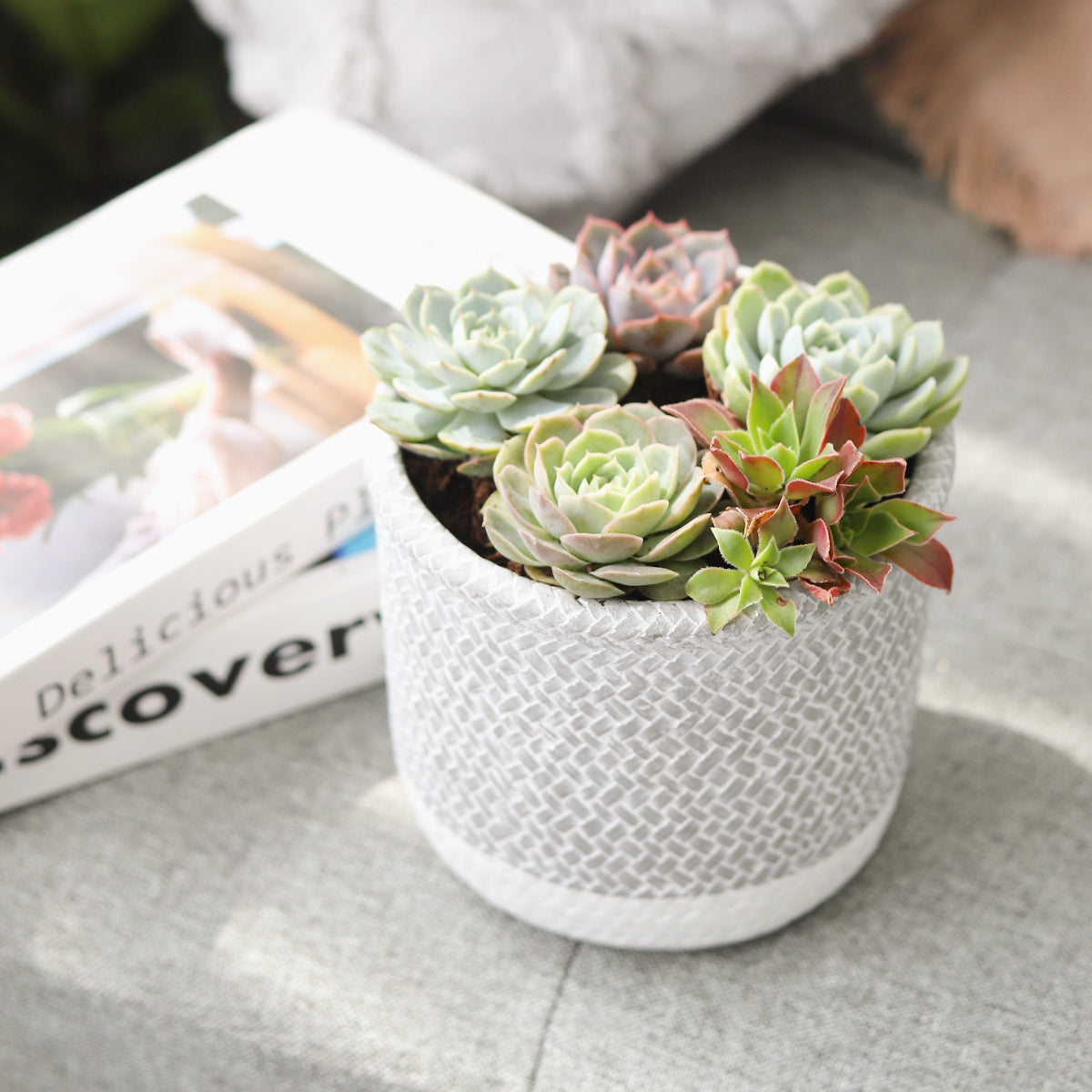 Succulent Arrangement in Grey Reed Cement Planter