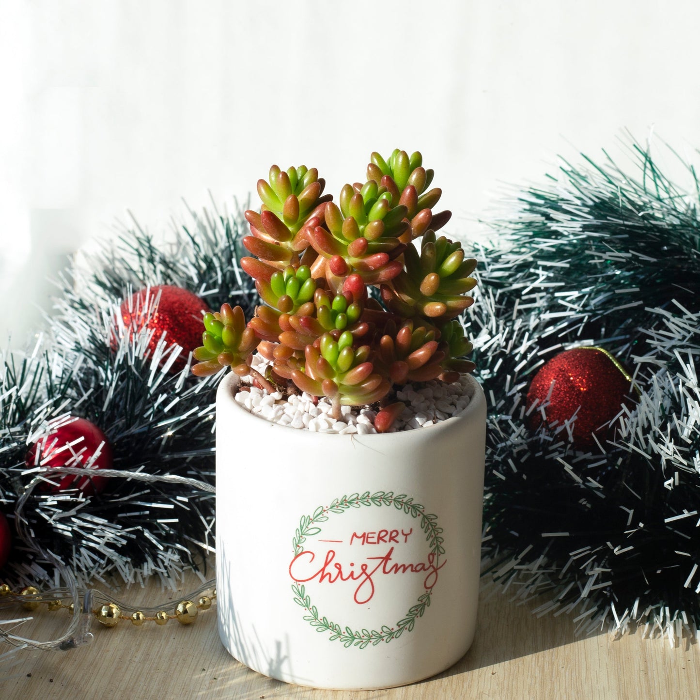 Pink Jelly Bean Sedum