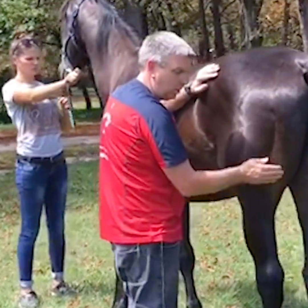 Trigger Point Therapy for Horses - NAT Certification Course (4 hrs) - Concordia Style Boutique