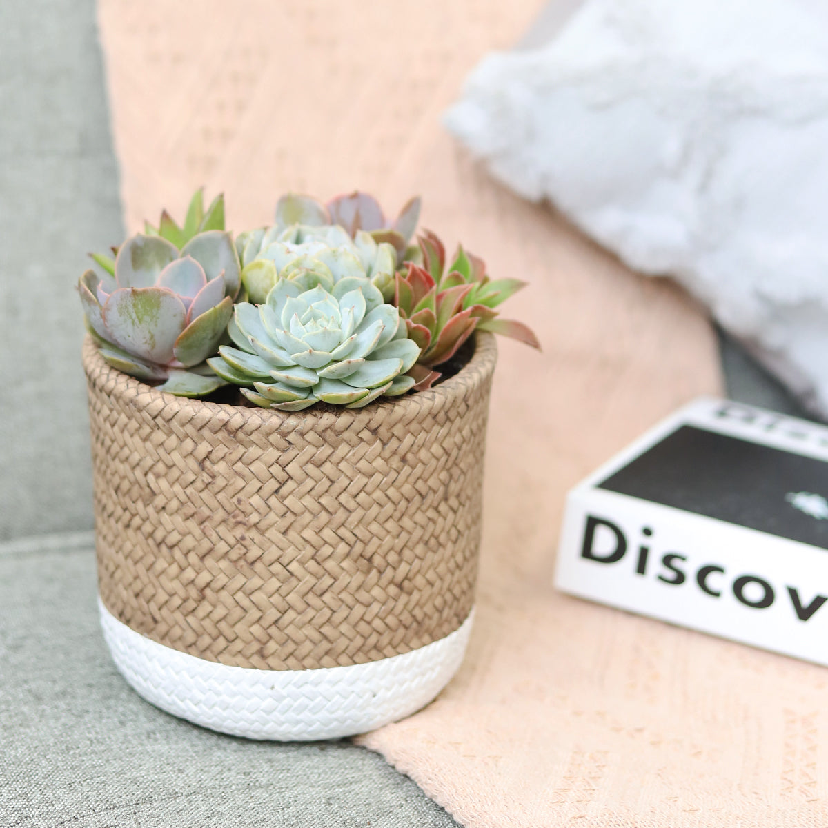 Succulent Arrangement in White & Nature Reed Cement Planter