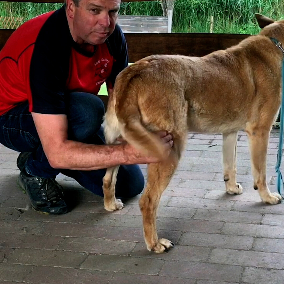 Trigger Point Therapy for Dogs (2.5 hrs) - Concordia Style Boutique