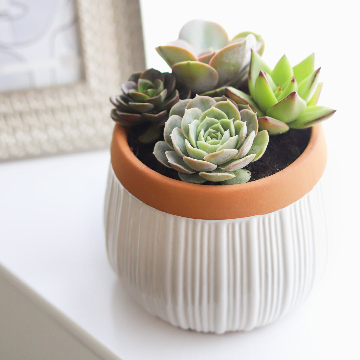Succulent Arrangement in White Ceramic Planter with Terracotta Rim