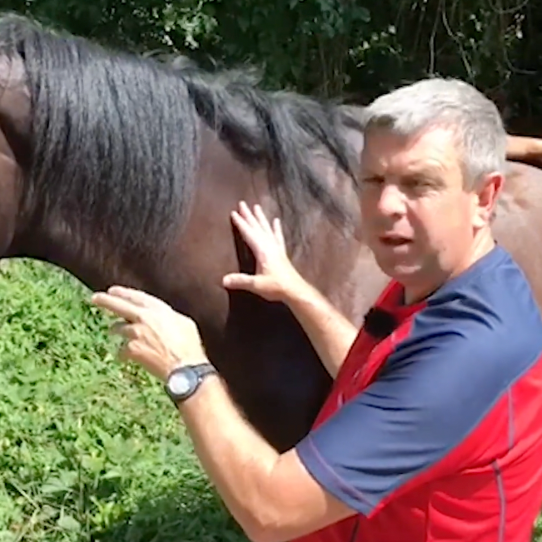 Trigger Point Therapy for Horses - NAT Certification Course (4 hrs) - Concordia Style Boutique
