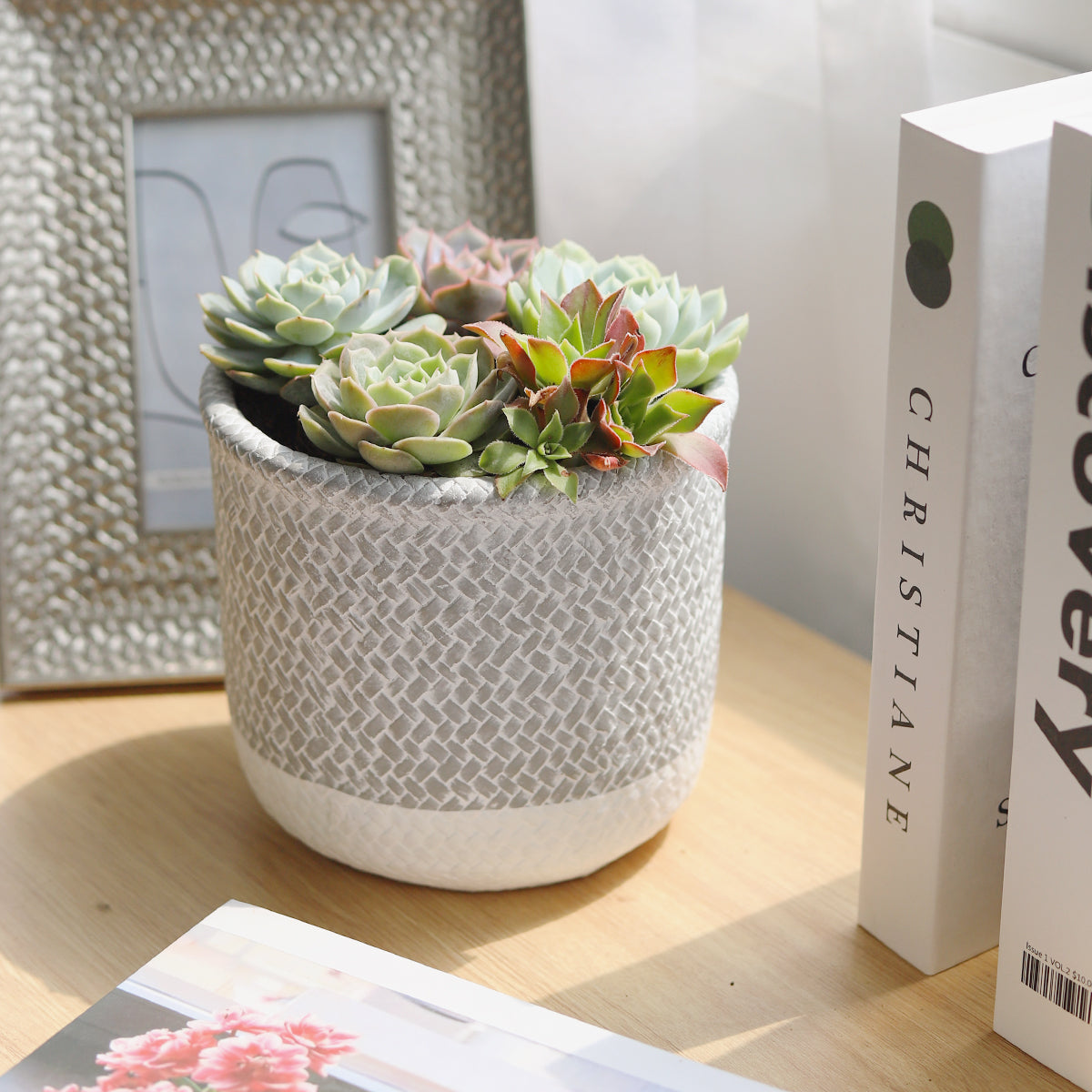 Succulent Arrangement in Grey Reed Cement Planter