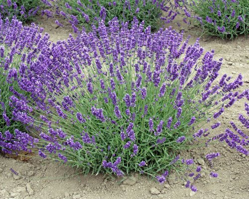 Lavender Live Plant Royal Velvet Herb 3.5" Size Pot