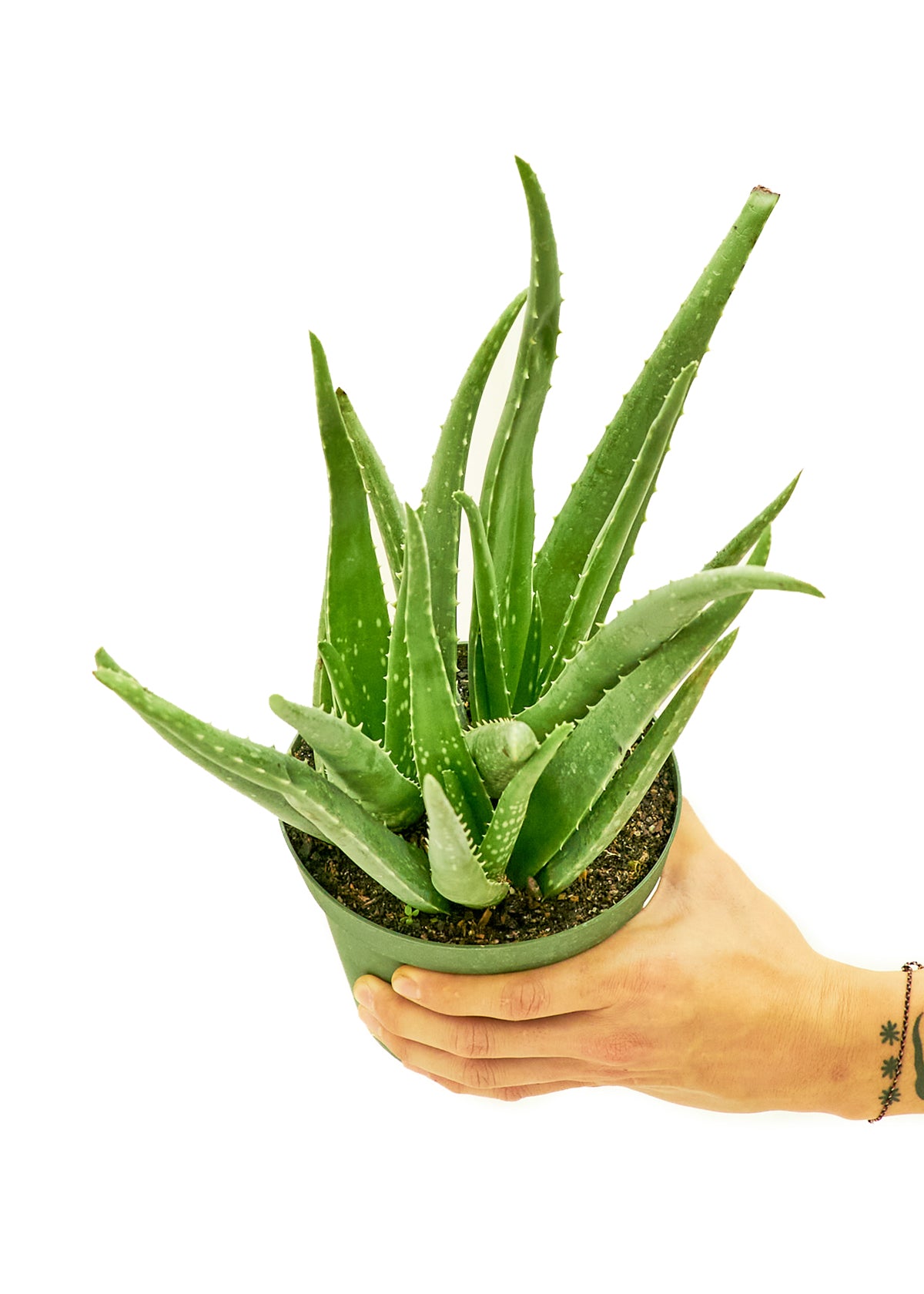 Aloe Vera, Medium - Premium Aloe Vera, Medium from Concordia Style Boutique - Just $32! Shop now at Concordia Style Boutique