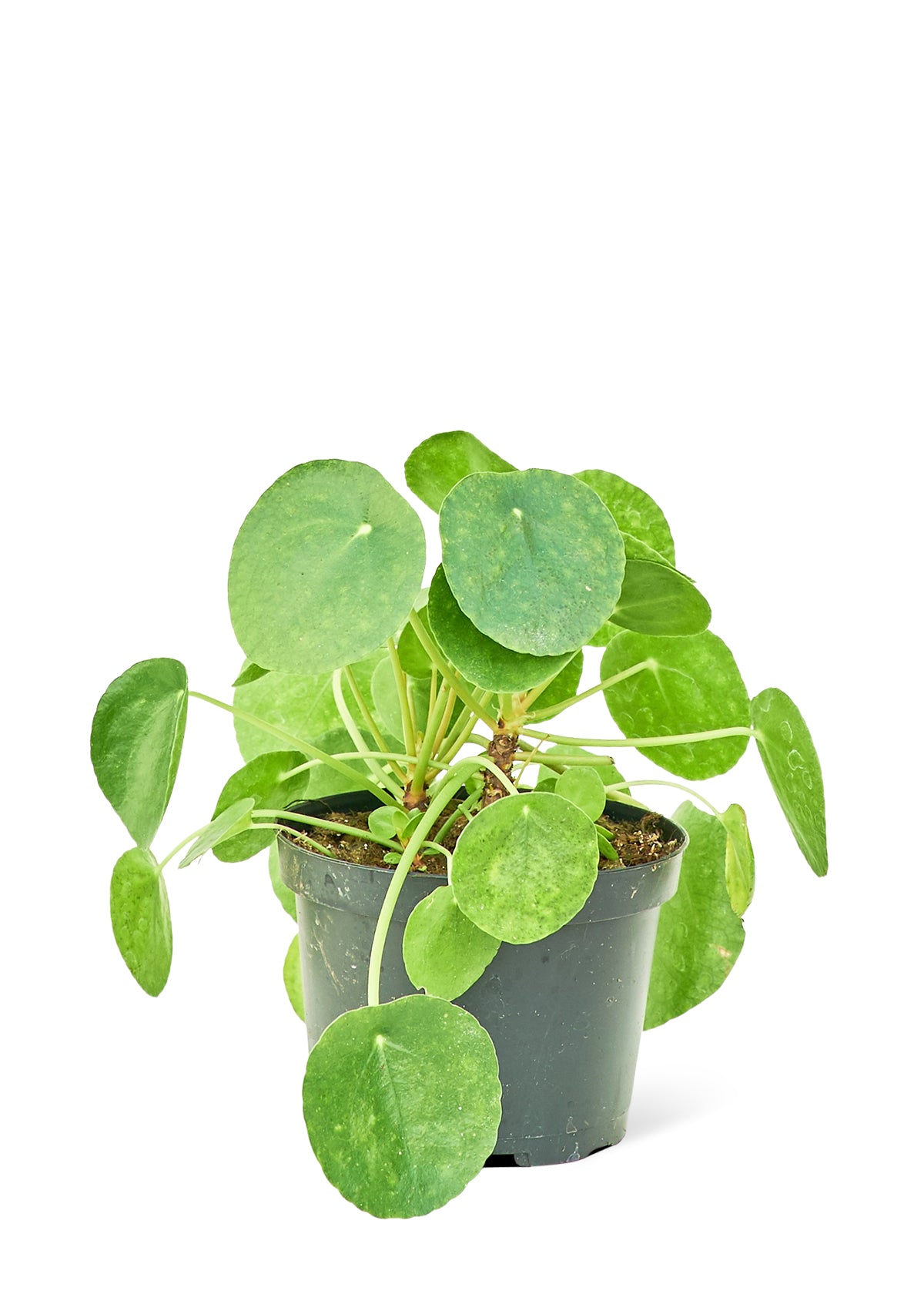 Chinese Money Plant, Medium - Premium Chinese Money Plant, Medium from Concordia Style Boutique - Just $32! Shop now at Concordia Style Boutique