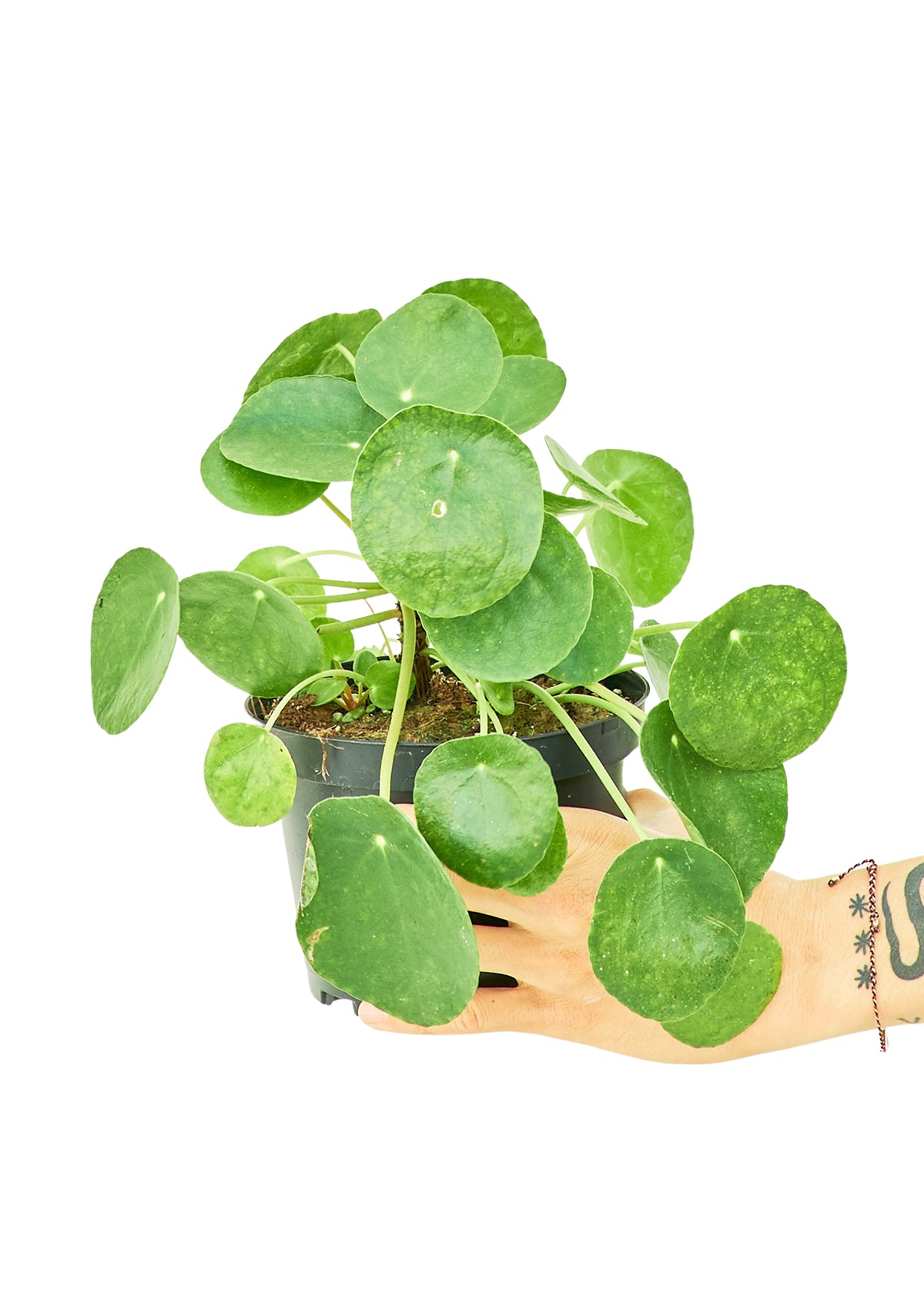 Chinese Money Plant, Medium - Premium Chinese Money Plant, Medium from Concordia Style Boutique - Just $32! Shop now at Concordia Style Boutique