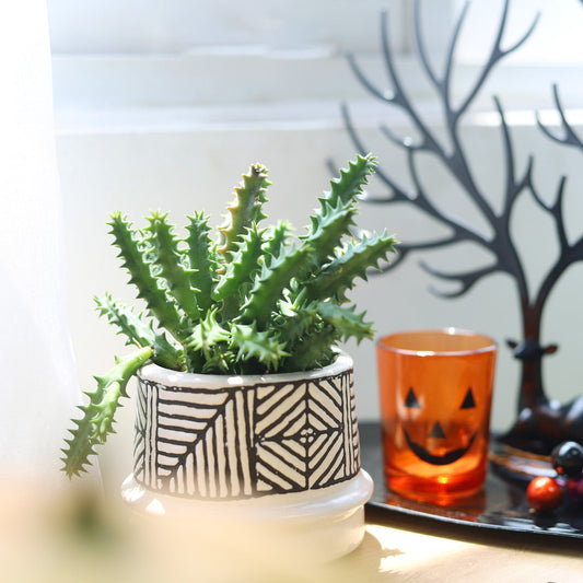 Orbea Variegata Cactus