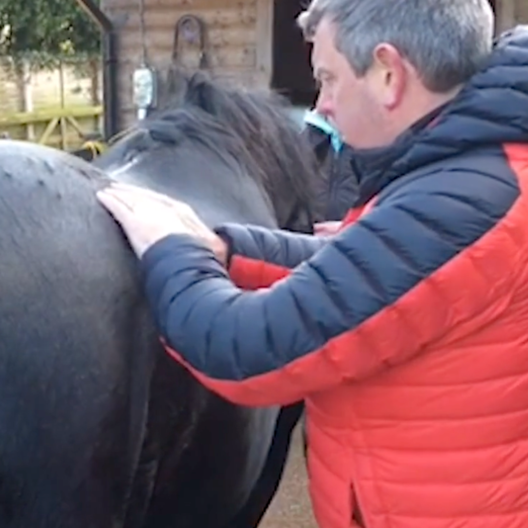 Trigger Point Therapy for Horses - NAT Certification Course (4 hrs) - Concordia Style Boutique