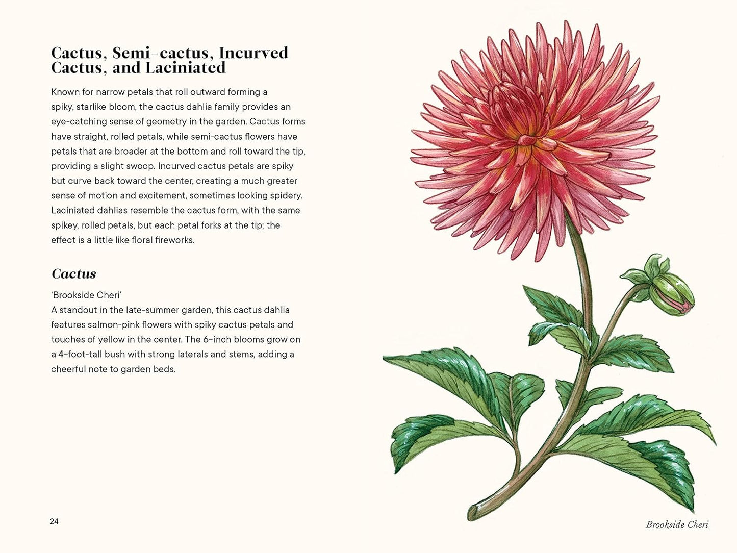 Little Book of Dahlias