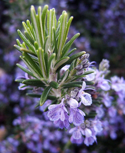 Rosemary Live Plant Arp
