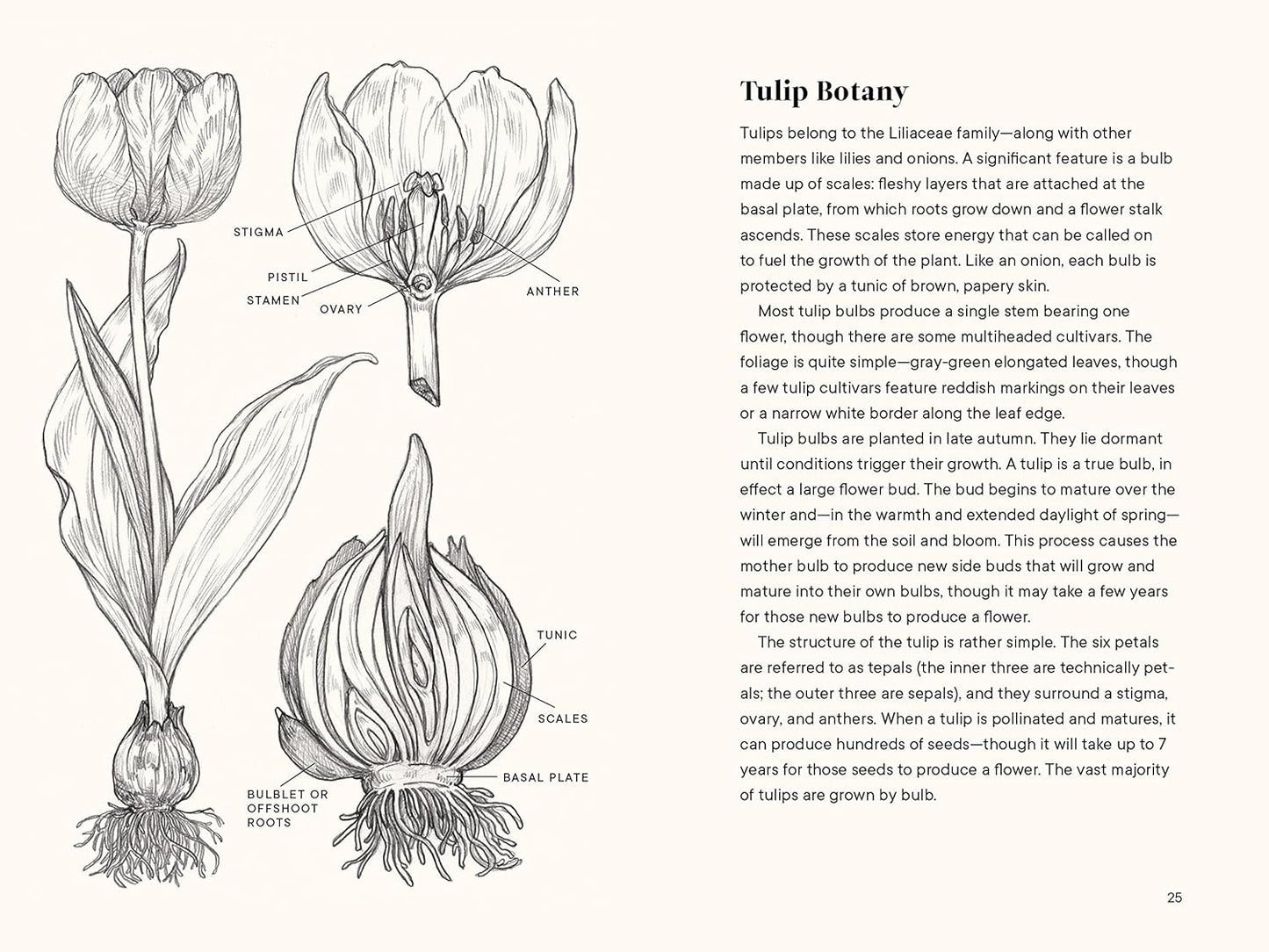 Little Book of Tulips