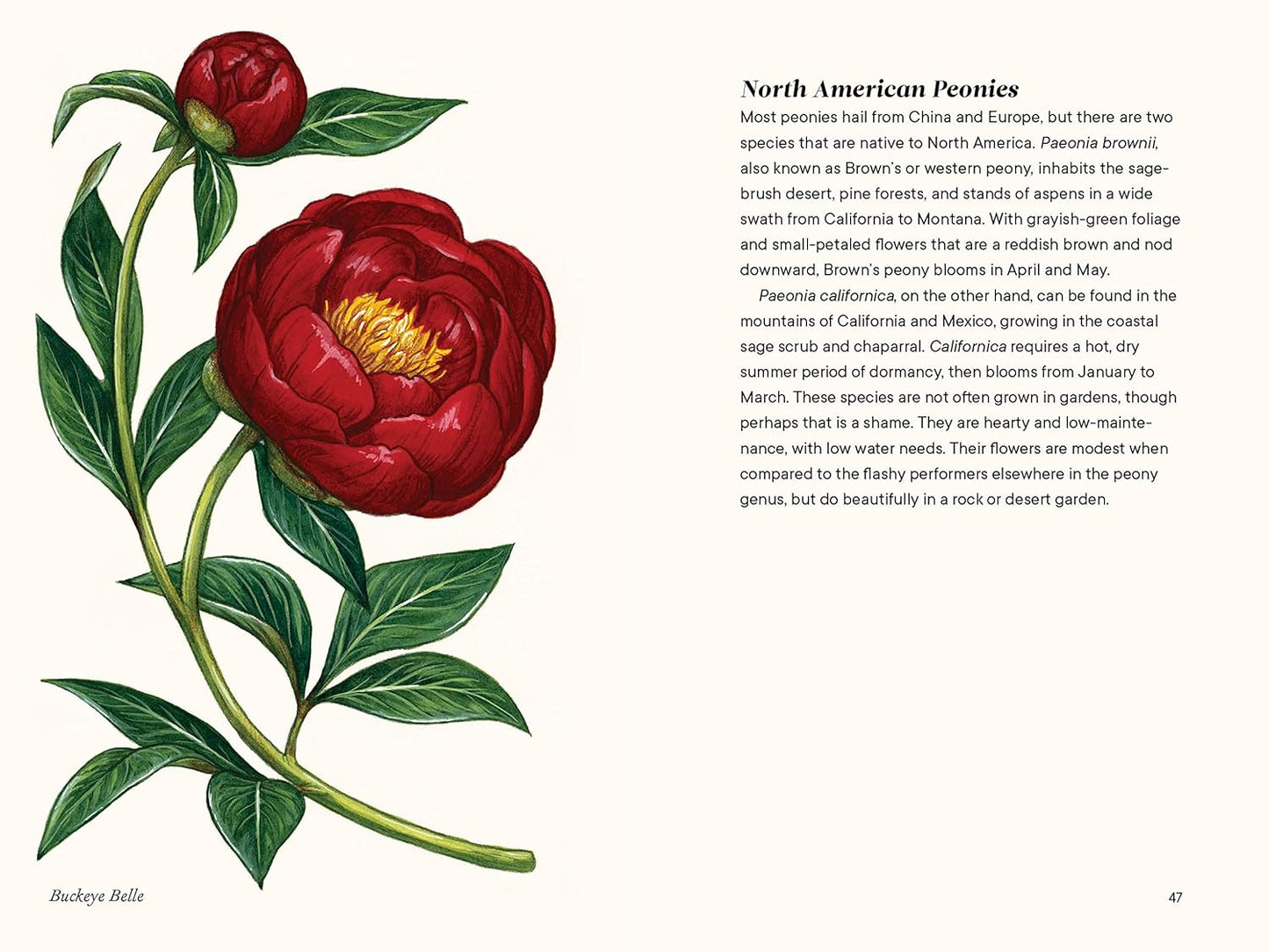 Little Book of Peonies