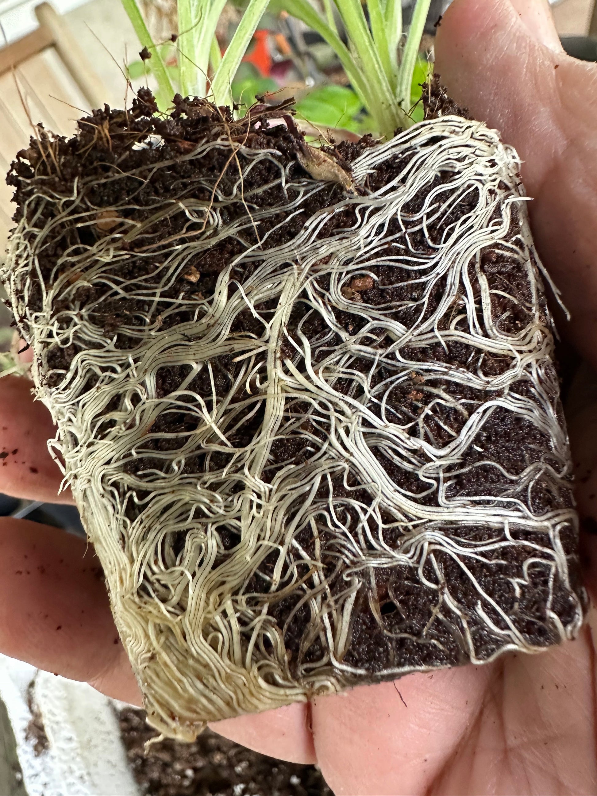 [Pre-Release Exclusive] Seedling and Propagation Mix - Concordia Style Boutique