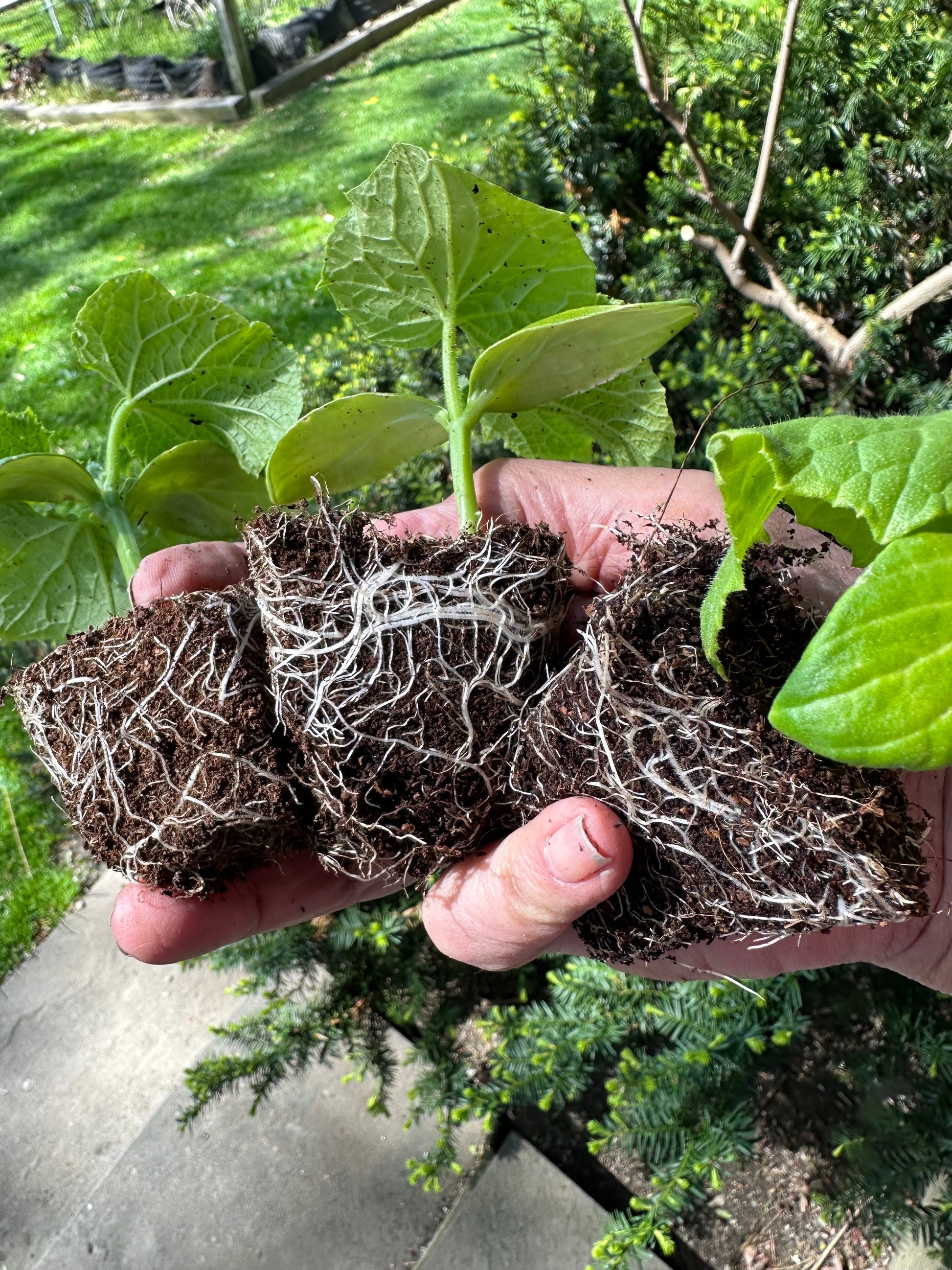 [Pre-Release Exclusive] Seedling and Propagation Mix - Concordia Style Boutique