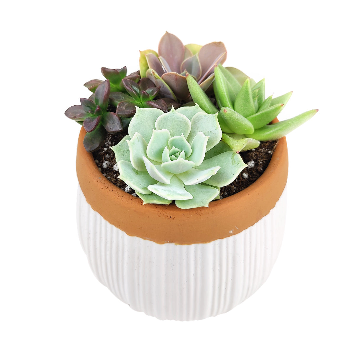 Succulent Arrangement in White Ceramic Planter with Terracotta Rim