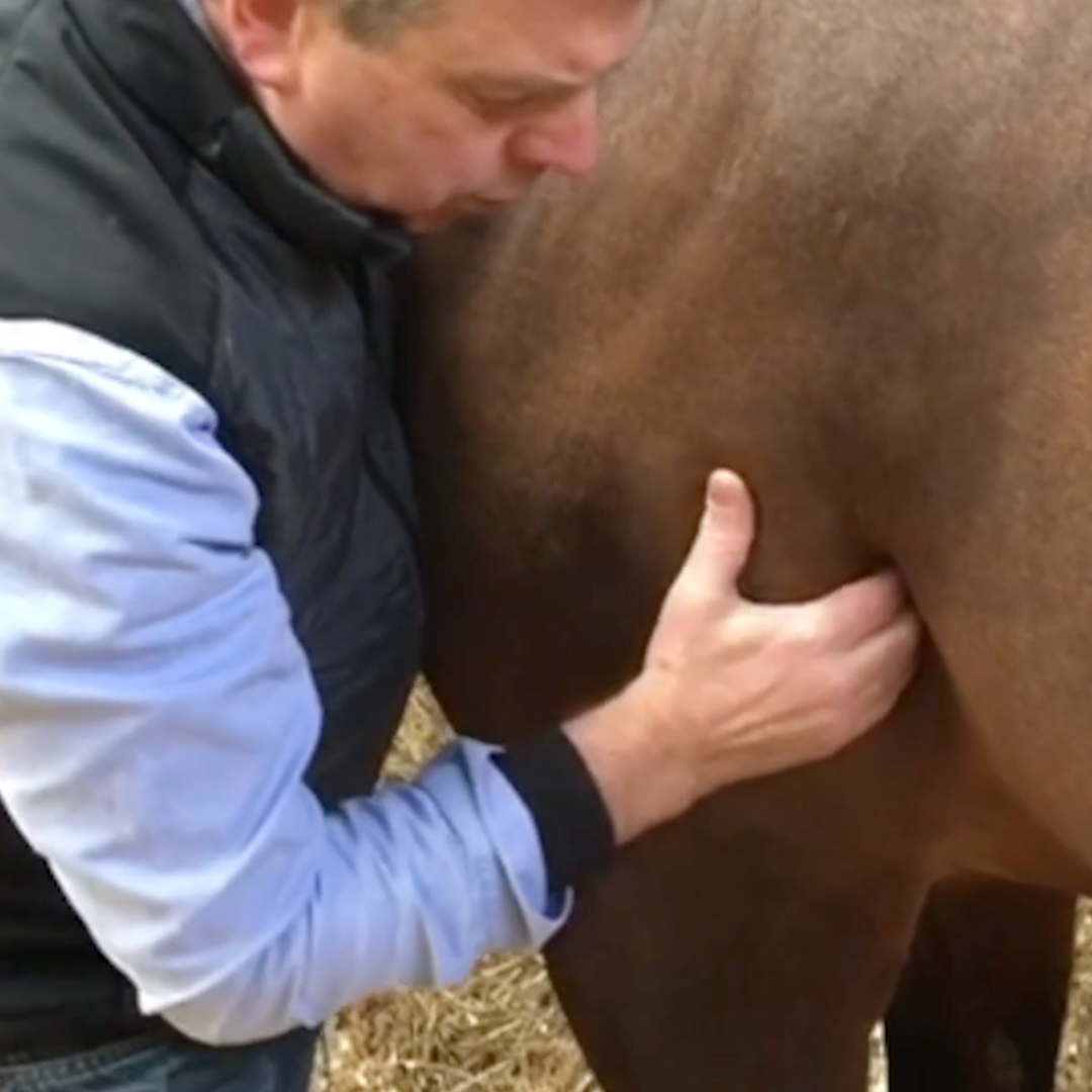 Trigger Point Therapy for Horses - NAT Certification Course (4 hrs) - Concordia Style Boutique