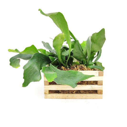 Staghorn Fern in Wood Planter