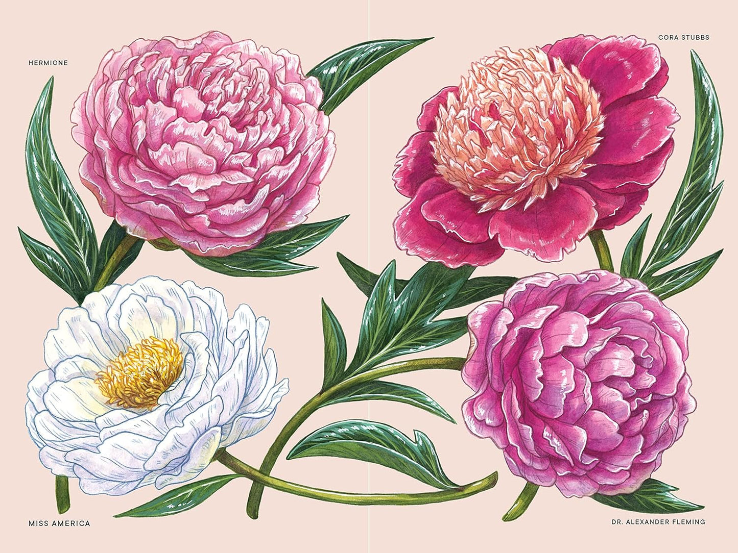 Little Book of Peonies