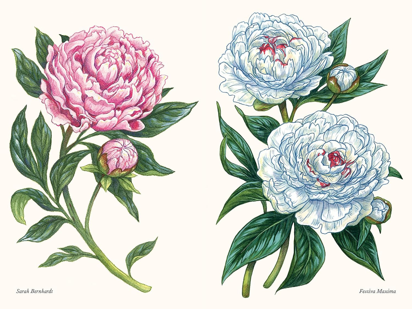 Little Book of Peonies