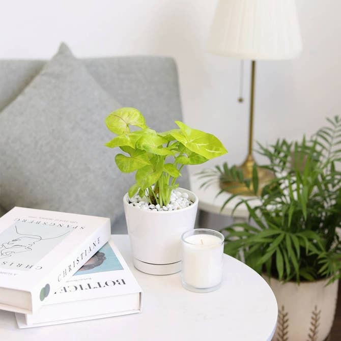 4 inch White Minimalist Pot with Saucer