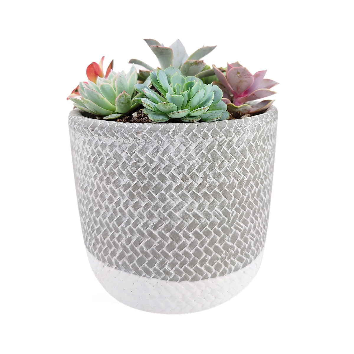 Succulent Arrangement in Grey Reed Cement Planter