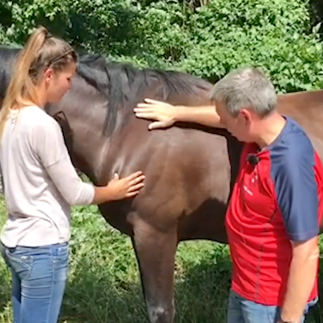 Trigger Point Therapy for Horses - NAT Certification Course (4 hrs) - Concordia Style Boutique