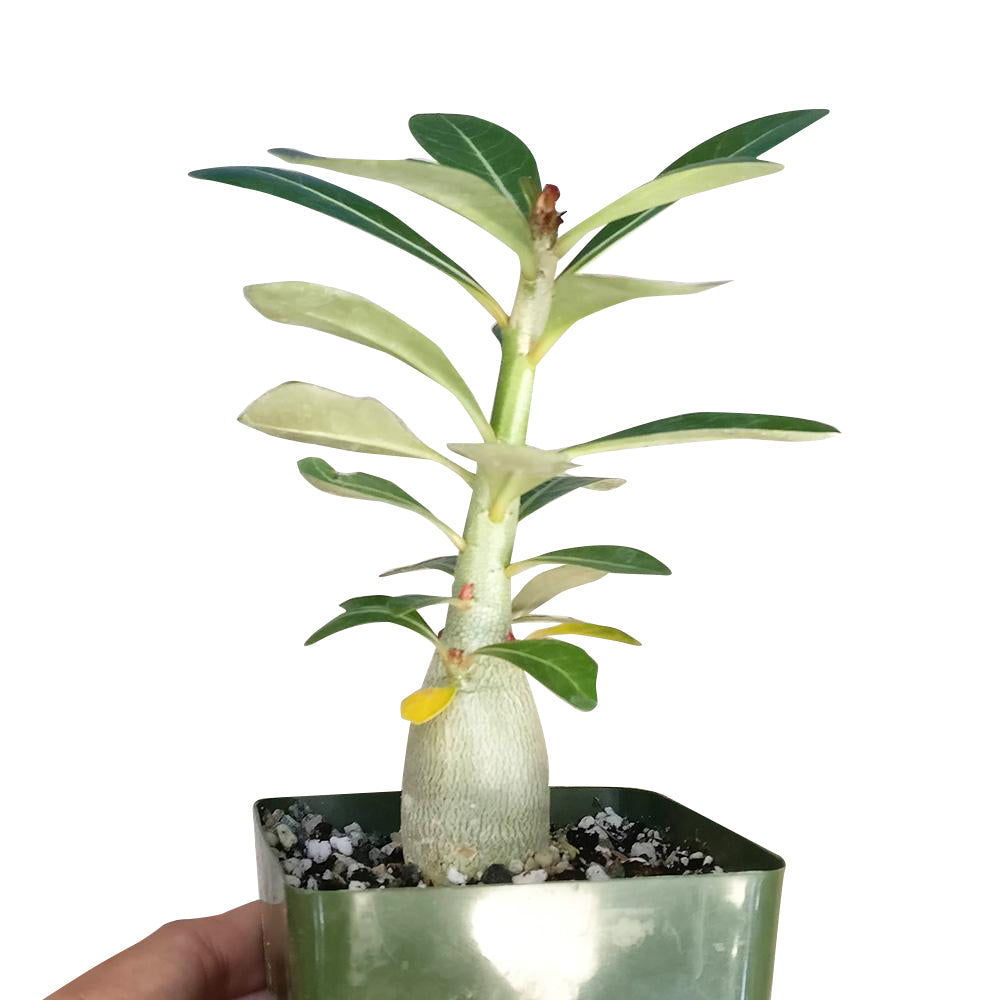 Adenium Obesum Desert Rose