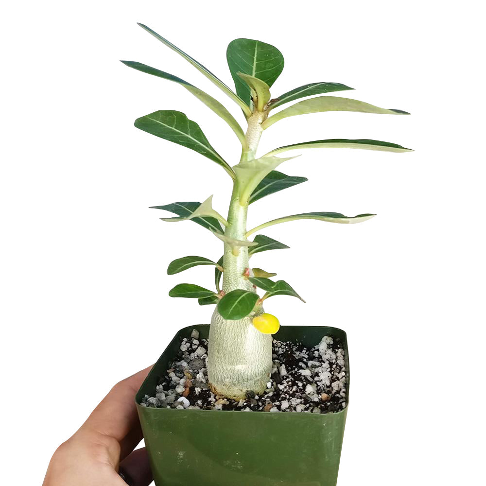 Adenium Obesum Desert Rose