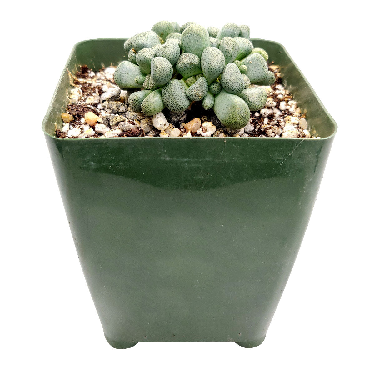 Aloinopsis Schooneesii Cactus