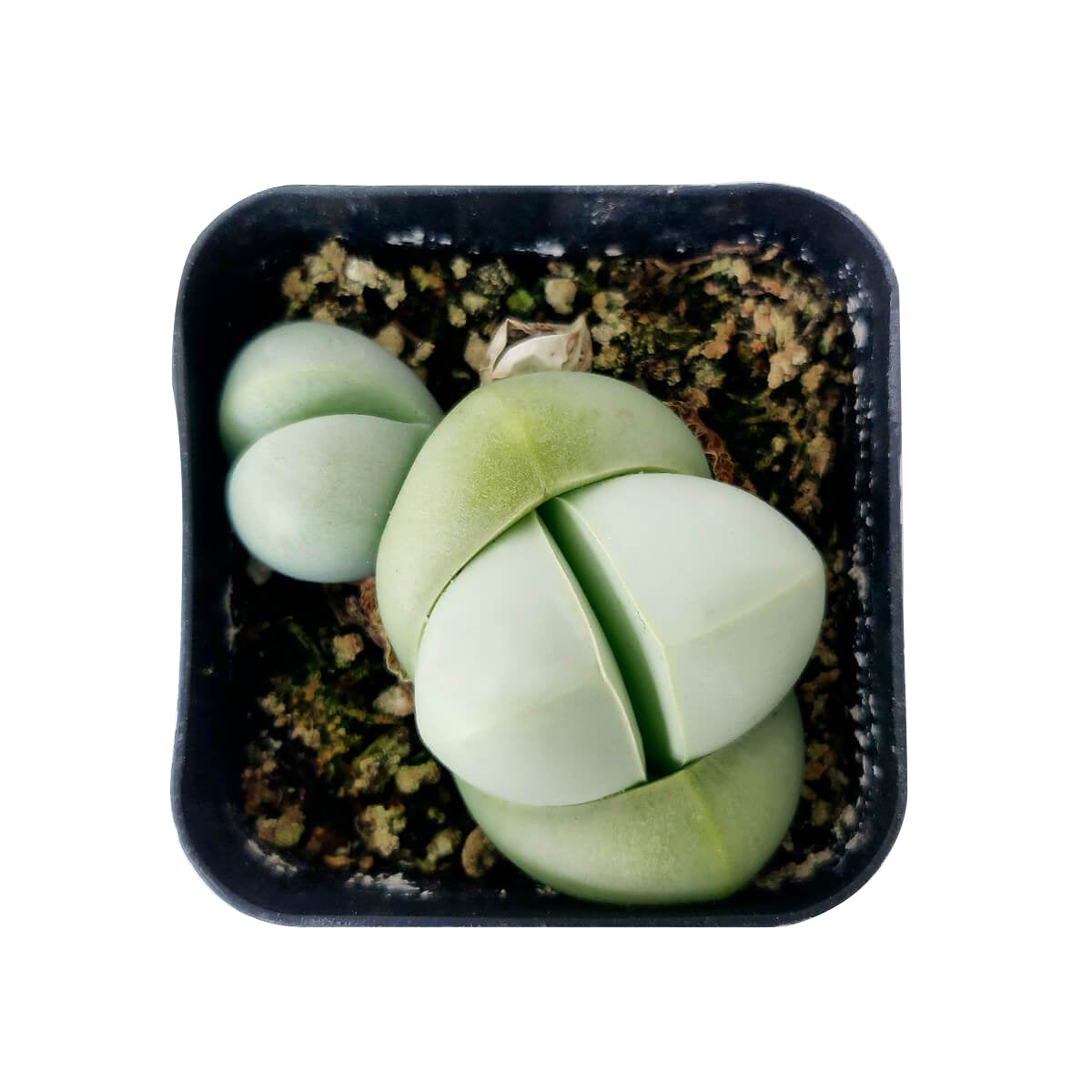 Argyroderma Pearsonii Cactus