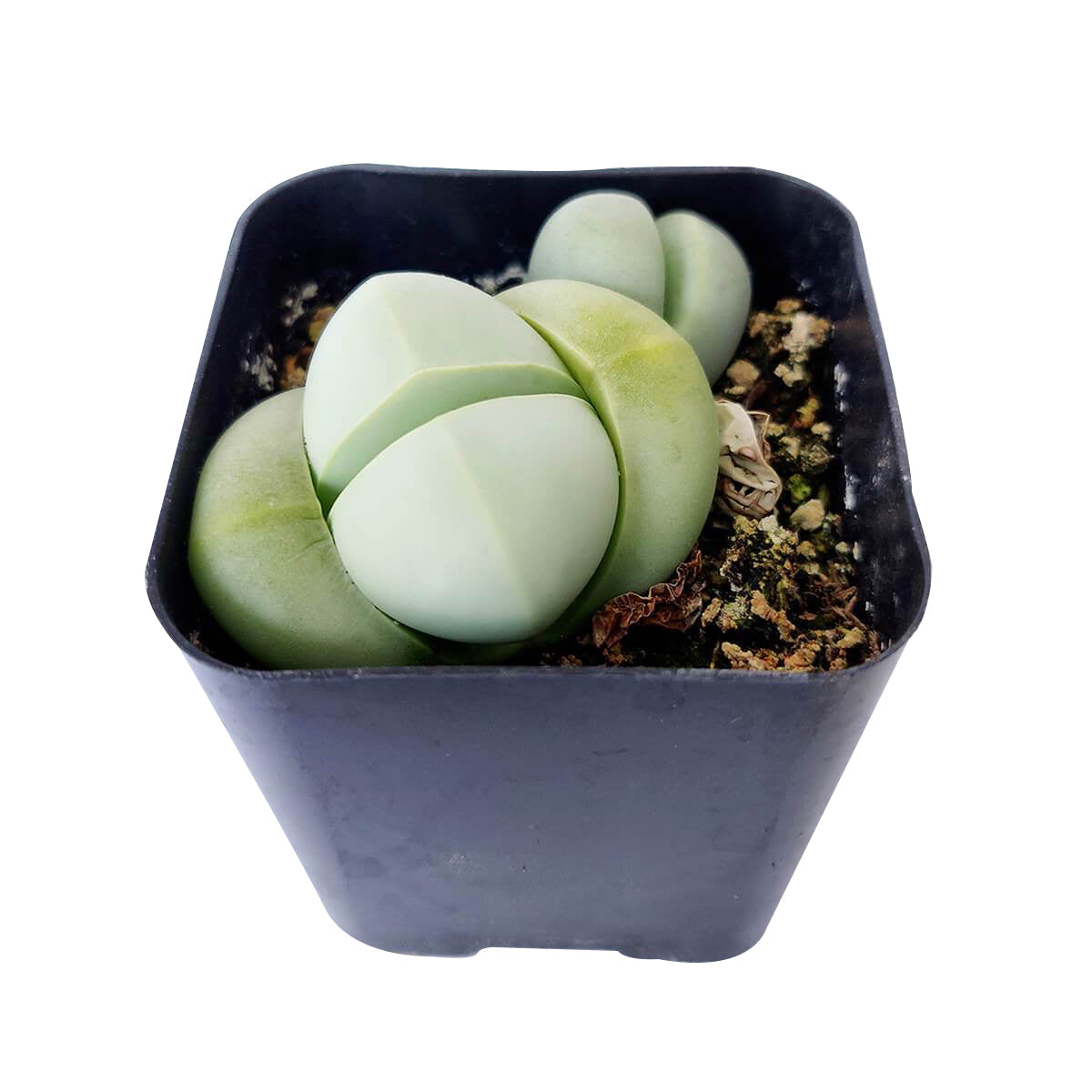 Argyroderma Pearsonii Cactus