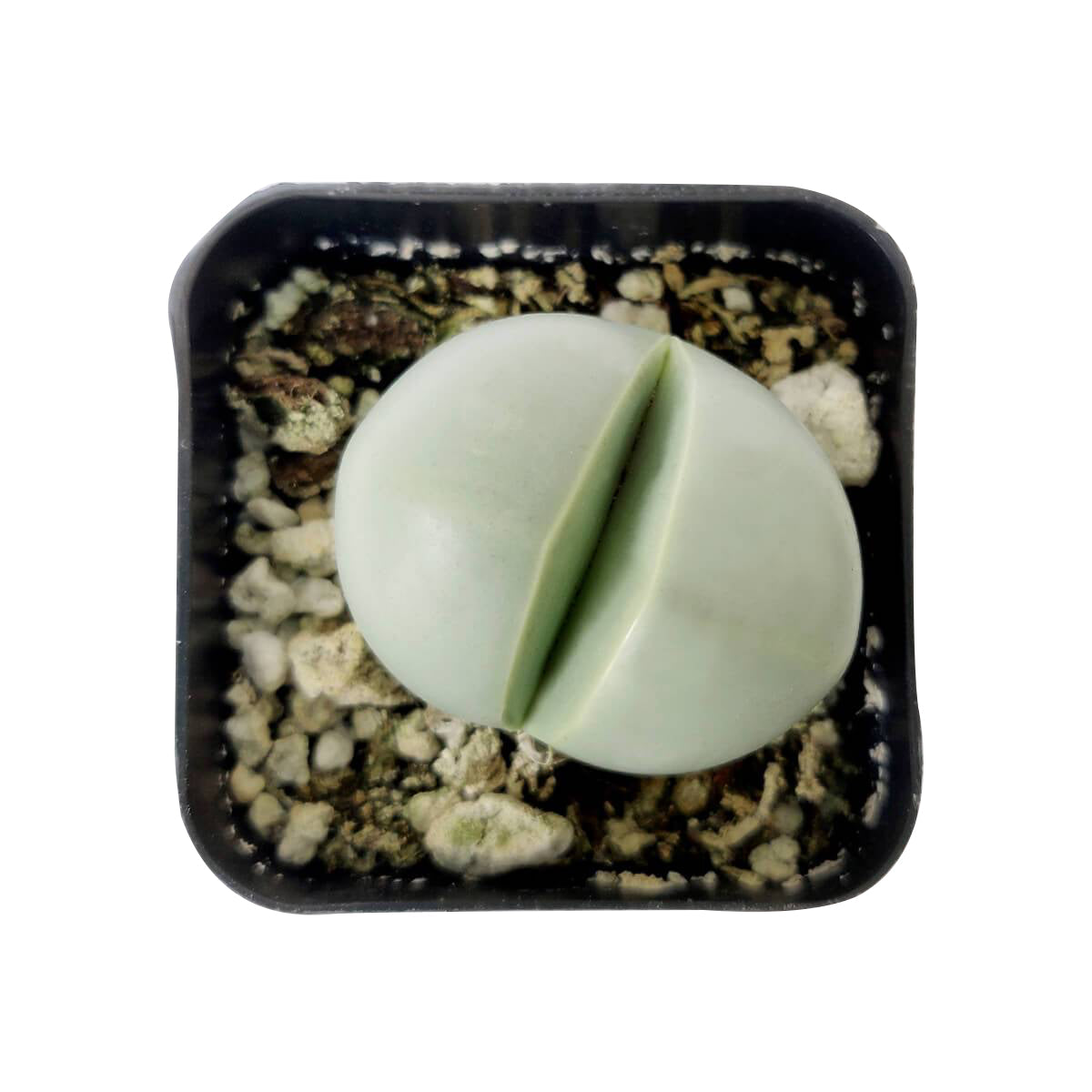 Argyroderma Pearsonii Cactus