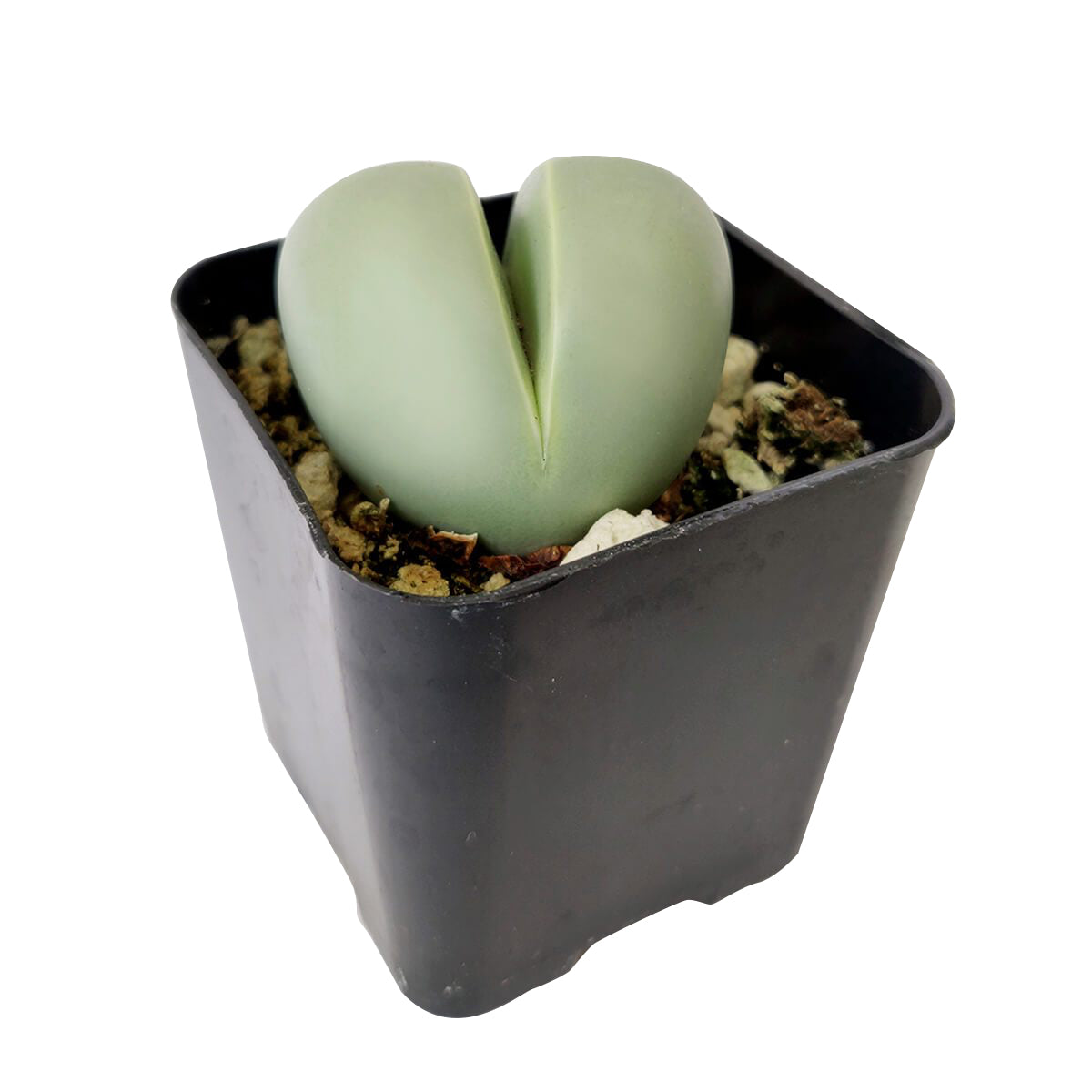 Argyroderma Pearsonii Cactus