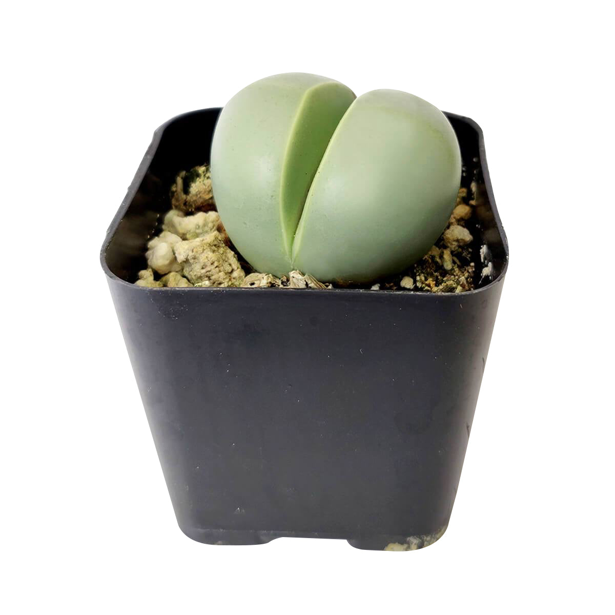 Argyroderma Pearsonii Cactus