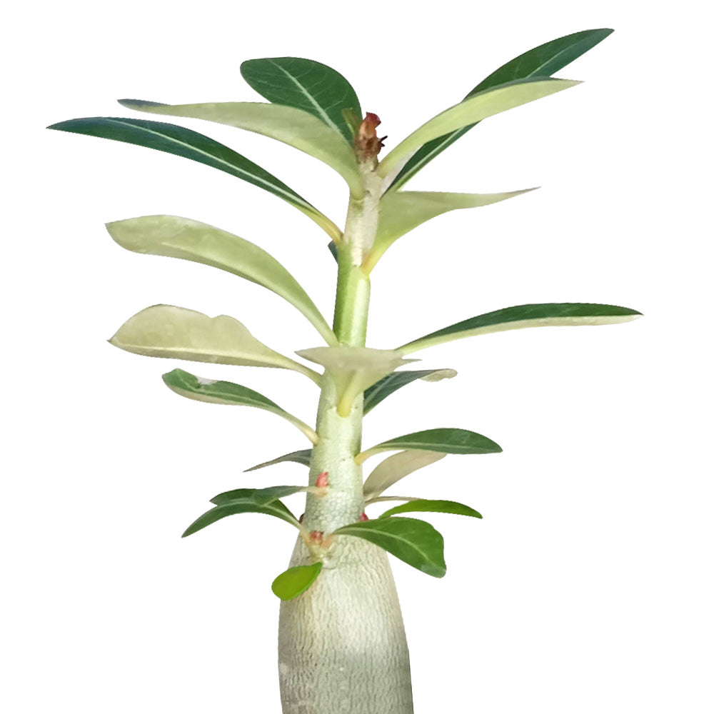 Adenium Obesum Desert Rose