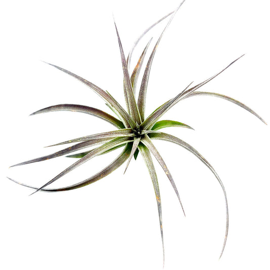 Tillandsia Aeranthos Purple