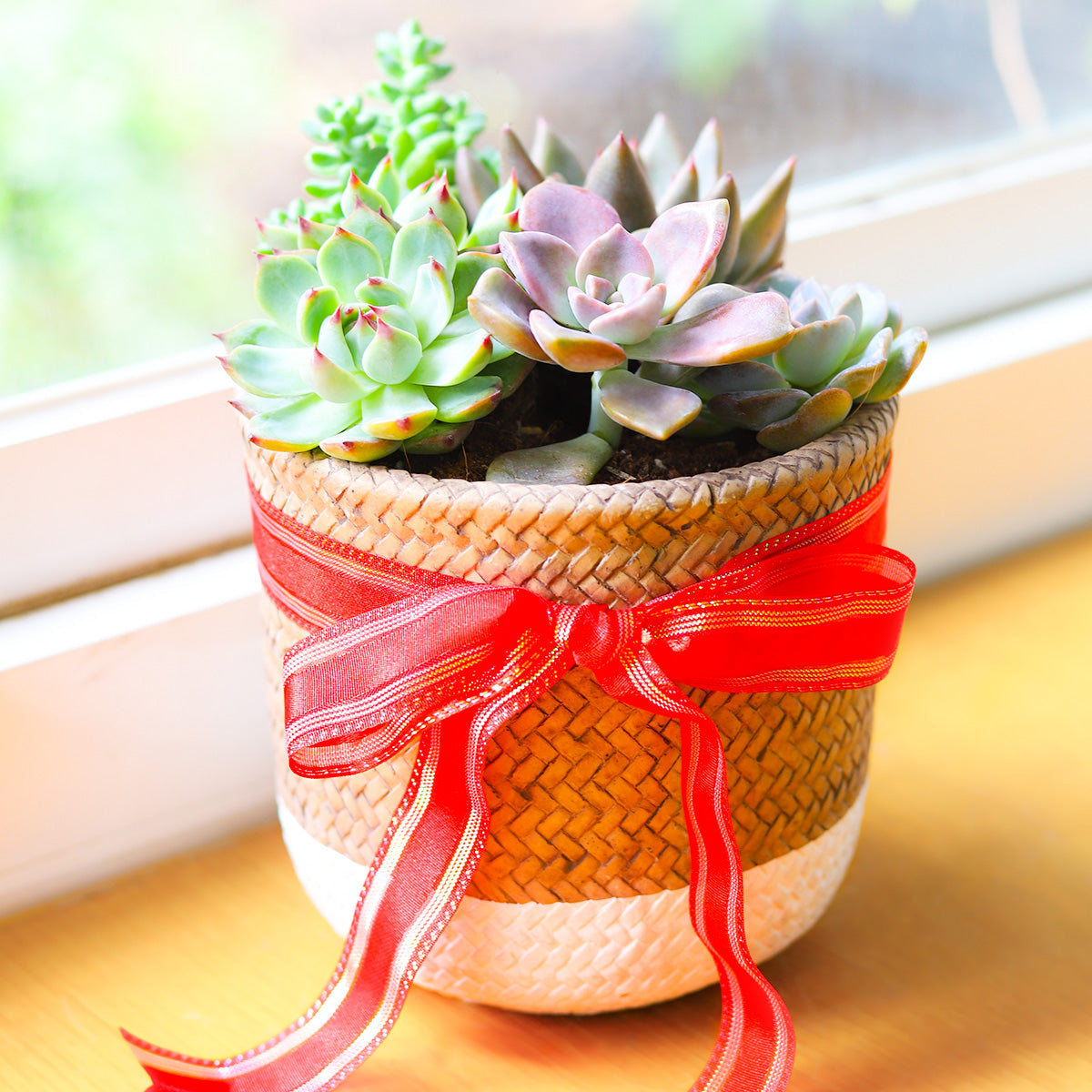 Succulent Arrangement in White & Nature Reed Cement Planter