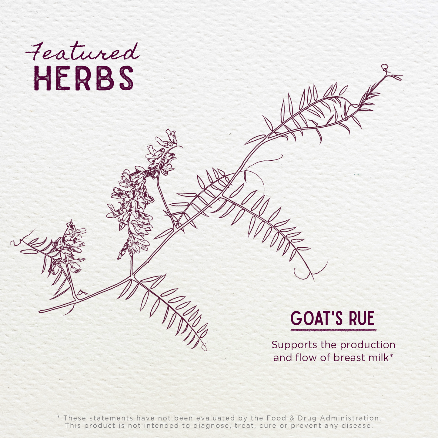 Goat's Rue Lactation Aid - Concordia Style Boutique