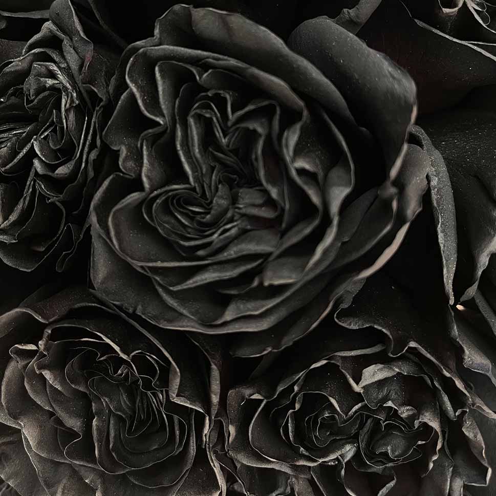 BLACK DRAGON