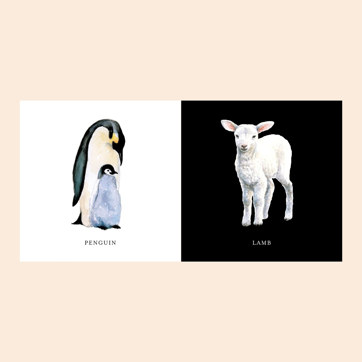 Baby's Black and White Contrast Book