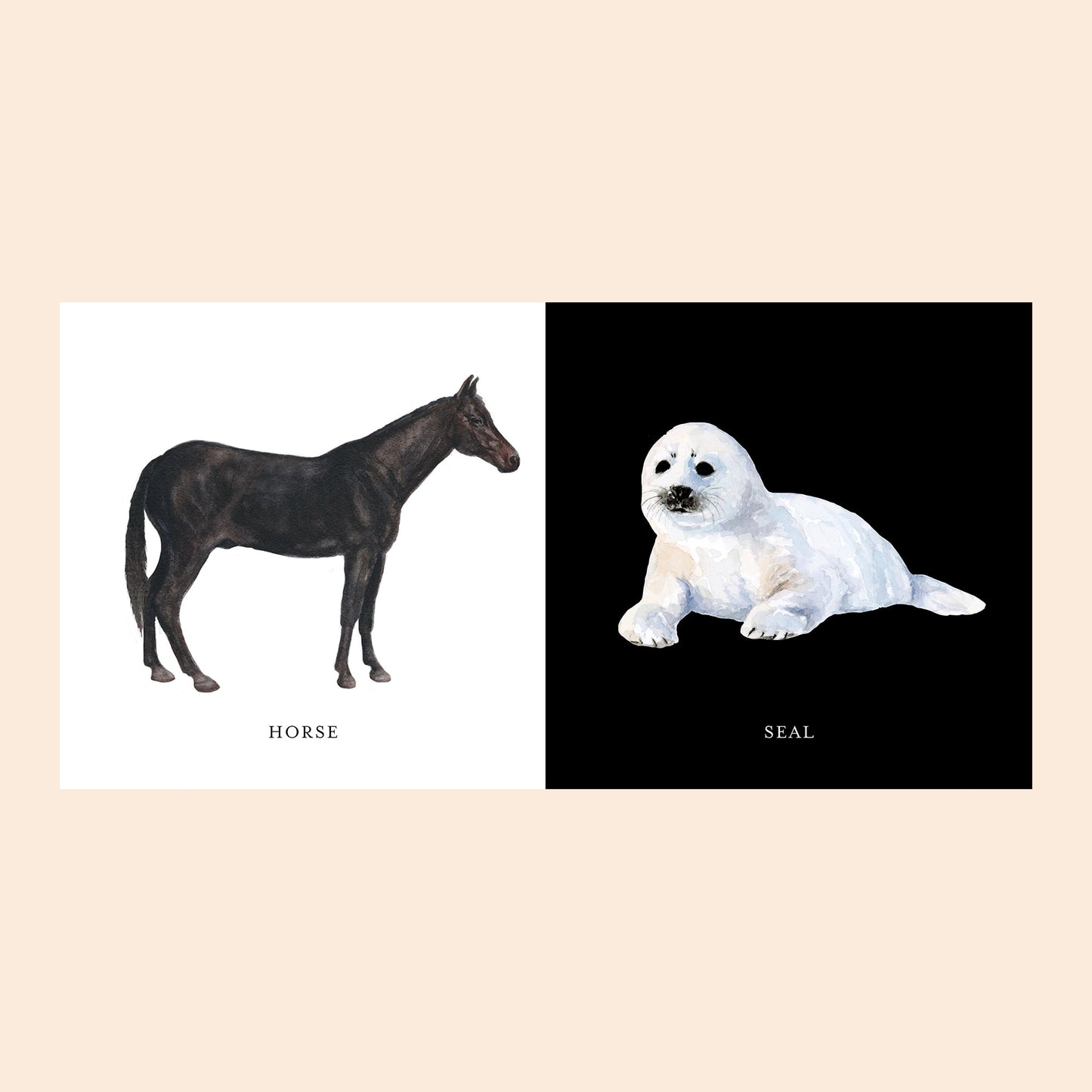 Baby's Black and White Contrast Book